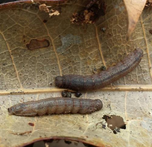 Réf. 134 297 : Simplicia extinctalis