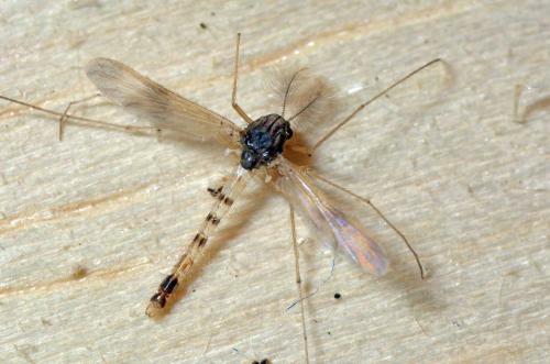 Tanypodinae
