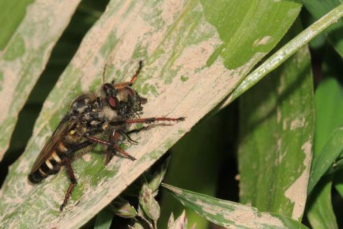 Réf. 134 982 : Cyrtopogon ruficornis