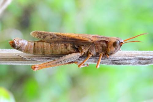 Réf. 134 729 : Chorthippus dorsatus dorsatus