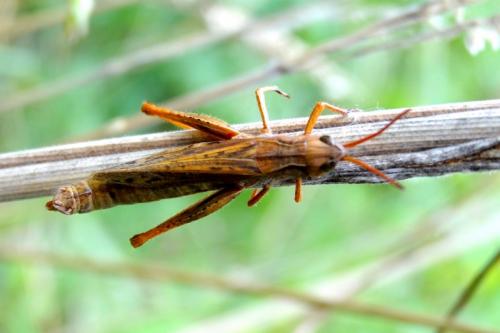 Chorthippus dorsatus dorsatus