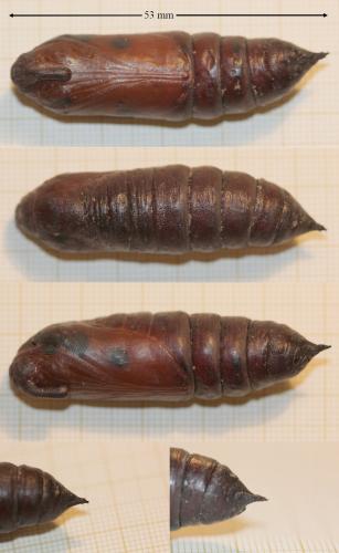 Réf. 134 674 : Sphinx ligustri