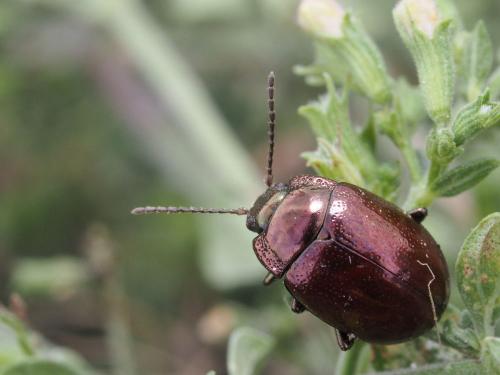 Chrysolina suffriani
