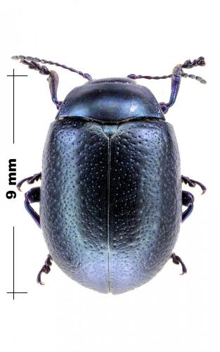 Chrysolina fuliginosa
