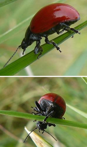 Chrysolina sp.