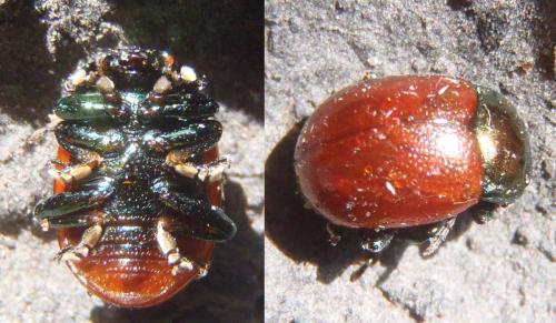 Chrysolina polita