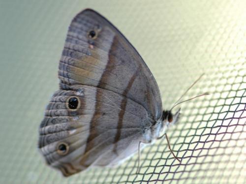 Cissia penelope