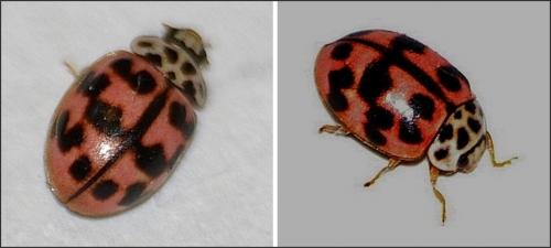 Oenopia conglobata