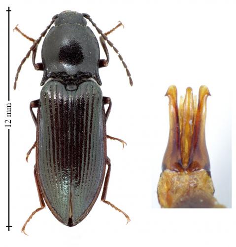Réf. 134 118 : Selatosomus melancholicus