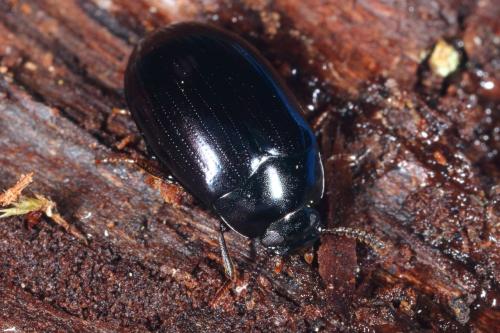 Platydema violacea