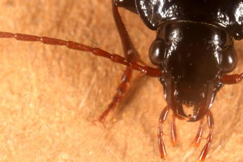 Nebria brevicollis