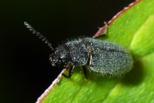 Aplocnemus sp.