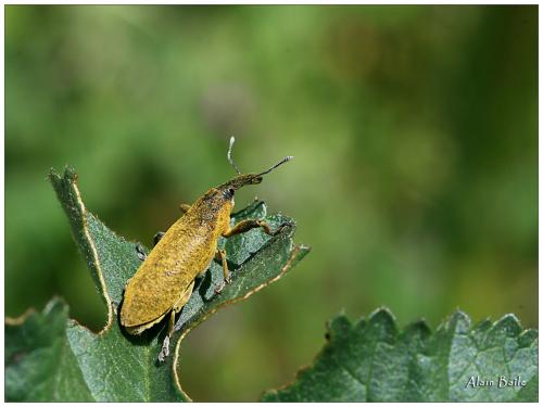Lixus pulverulentus