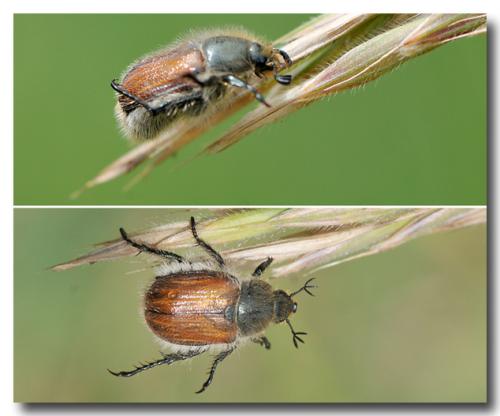 Anisoplia sp.