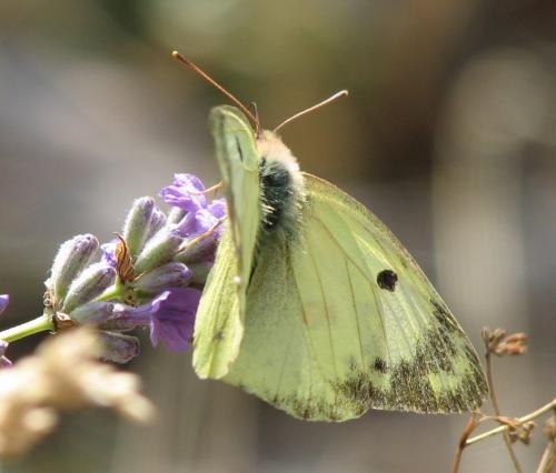 Colias sp.