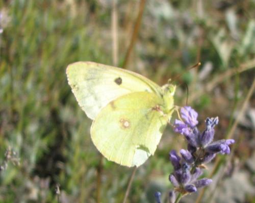 Colias sp.