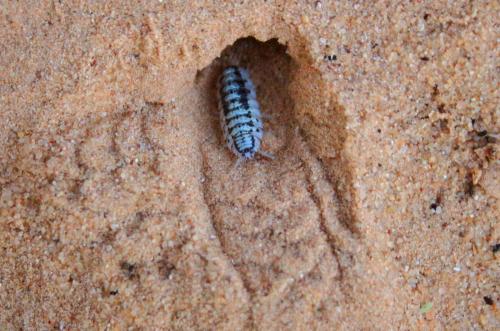 Porcellio sp.