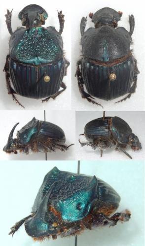 Phanaeus guatemalensis