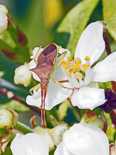 Gonocerus insidiator