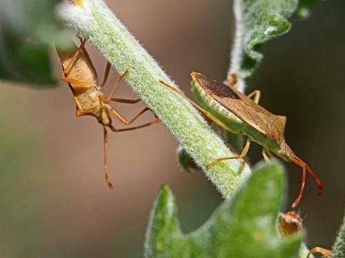 Gonocerus acuteangulatus