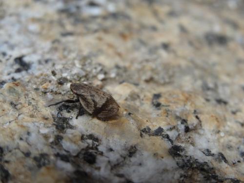 Lepyronia coleoptrata