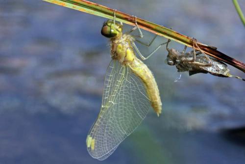 Sympetrum sp.