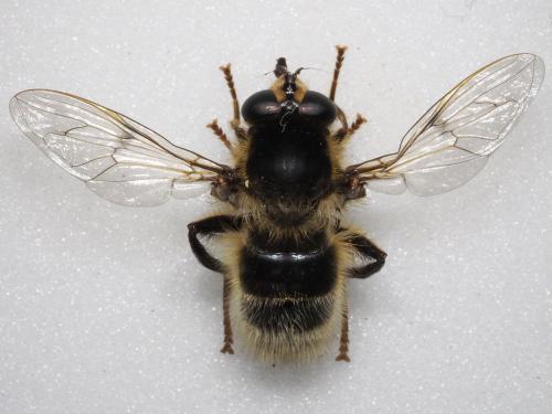 Réf. 134 955 : Criorhina ranunculi