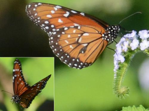 Danaus gilippus