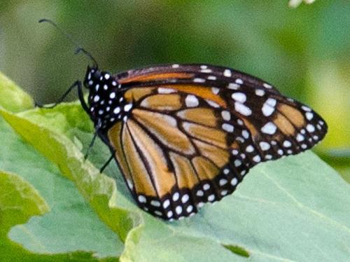 Danaus erippus