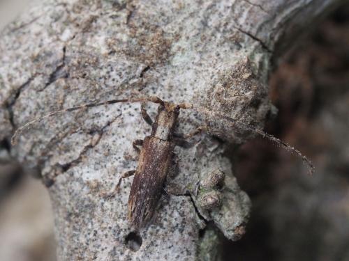 Réf. 134 597 : Deroplia troberti