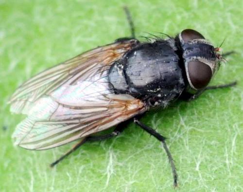 Pollenia sp.