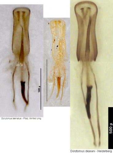 Dorytomus divers