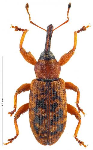 Dorytomus dejeani