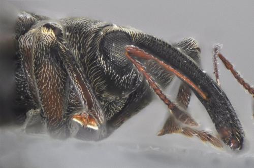 Dorytomus dejeani