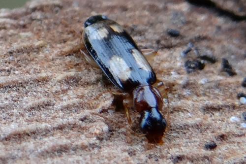 Réf. 134 629 : Dromius quadrimaculatus