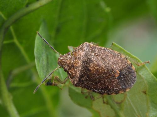 Dryadocoris apicalis
