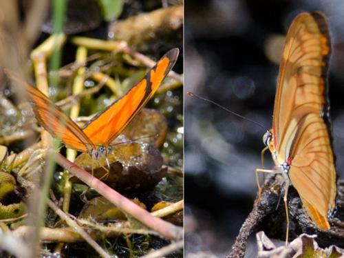 Réf. 134 860 : Dryas iulia