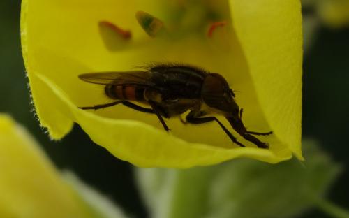 Stomorhina lunata