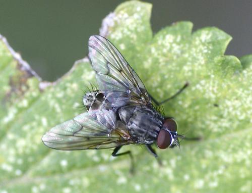 Réf. 134 859 : Phaonia sp.