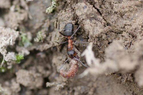 Réf. 134 099 : Formica sp.