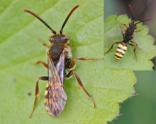 Nomada sp.