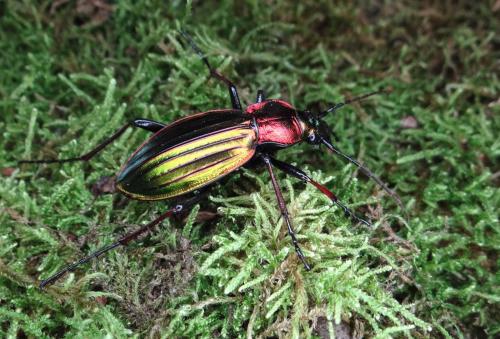 Réf. 134 389 : Carabus auronitens