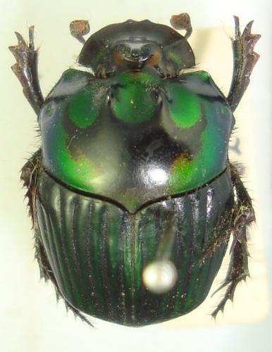 Oxysternon silenus