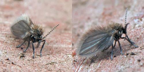 Psychoda sp.