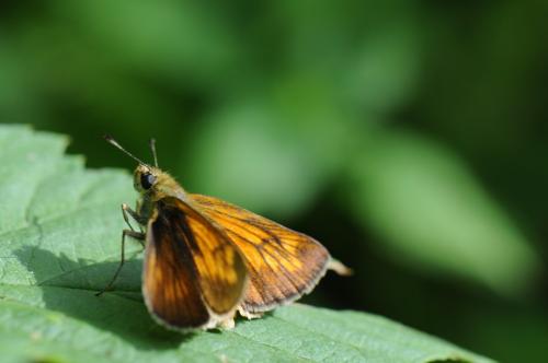 Ochlodes sylvanus