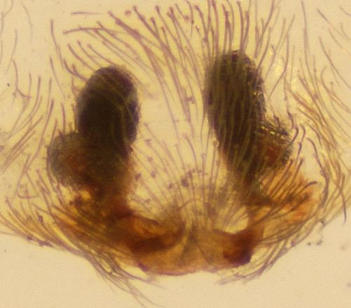 Titanoeca hispanica