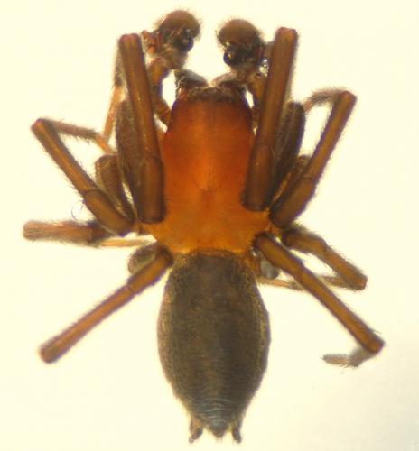 Titanoeca hispanica