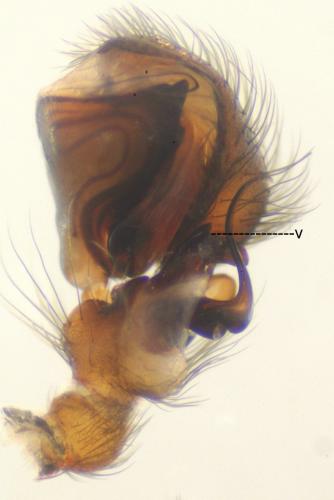 Titanoeca hispanica
