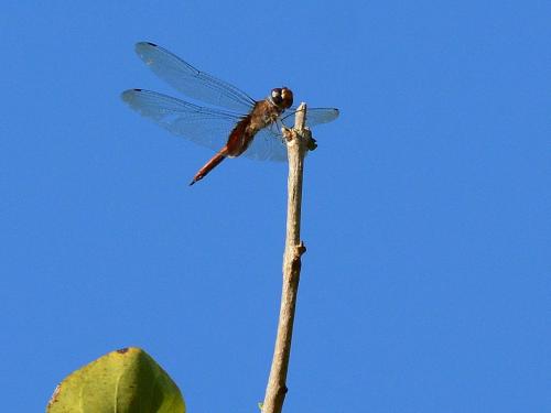 Tramea sp.