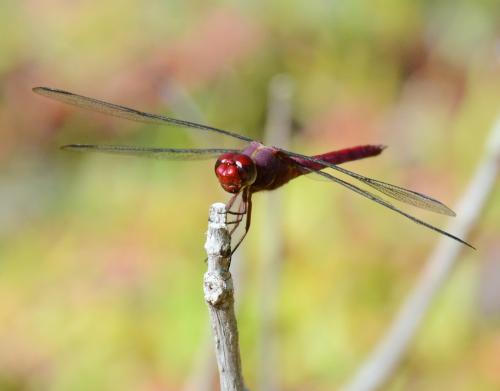 Orthemis macrostigma